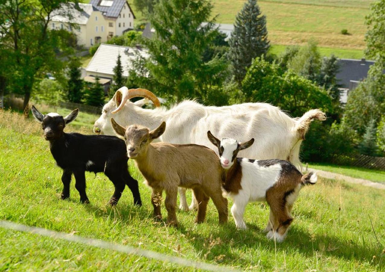 Ferienhof Kuerschner Drebach Dış mekan fotoğraf